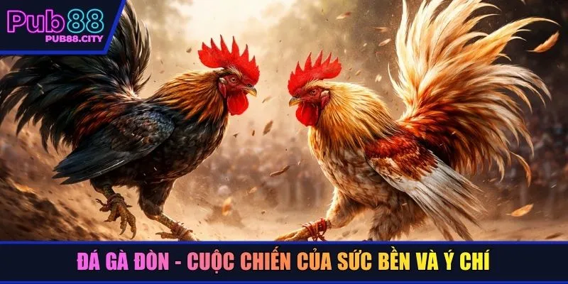 Đá gà đòn - Cuộc chiến của sức bền và ý chí