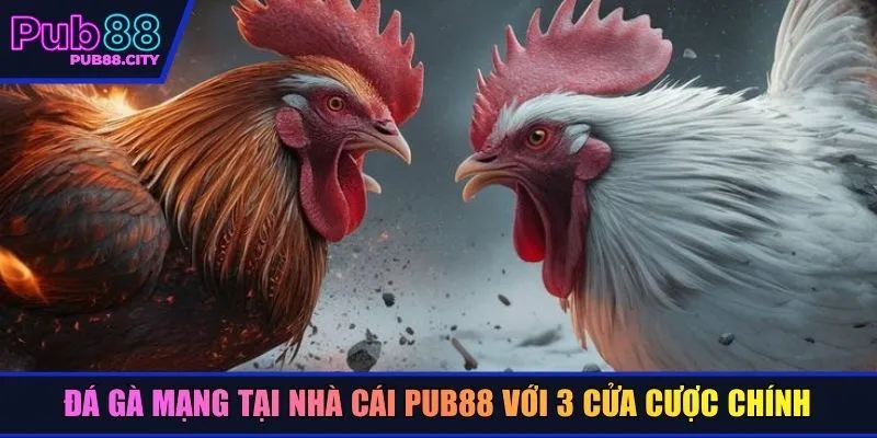 Đá gà mạng tại nhà cái Pub88 với 3 cửa cược chính