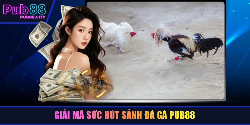 Giải mã sức hút sảnh đá gà PUB88