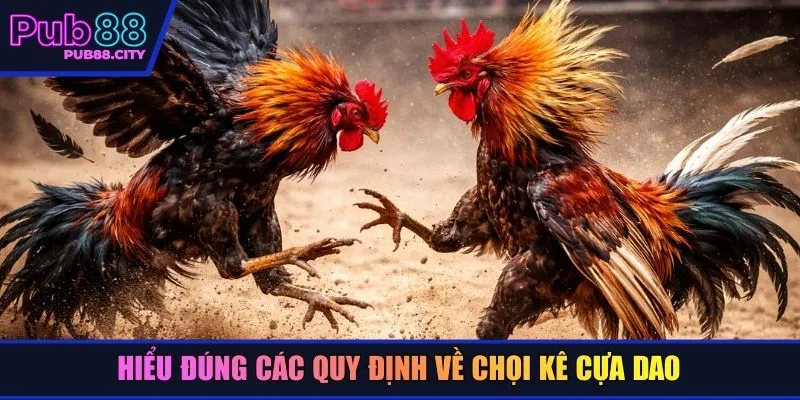 Hiểu đúng các quy định về chọi kê cựa dao