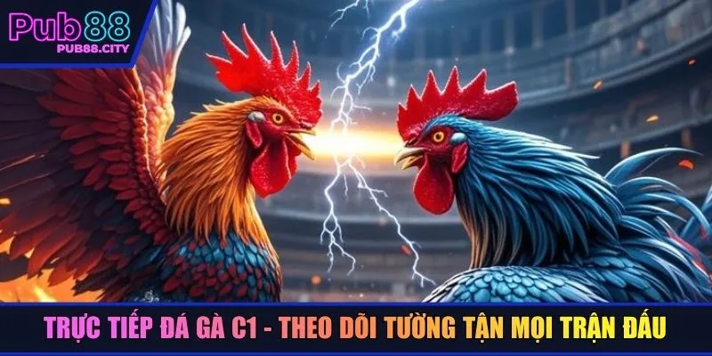 Trực tiếp đá gà C1 - Theo dõi tường tận mọi trận đấu