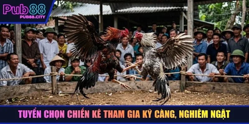 Tuyển chọn chiến kê tham gia kỹ càng, nghiêm ngặt